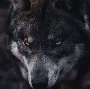 Meet your Posher, Wolf